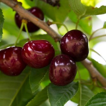 Cây cherry không khó để trồng ở Việt Nam
