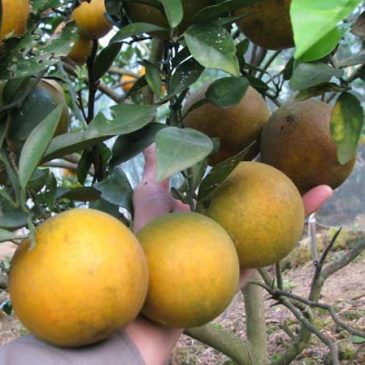 Cách trồng và chăm sóc cây cam Xã Đoài