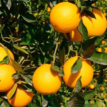 Cây cam Cara đỏ ruột không hạt khác gì với những cây cam khác  về giá trị dinh dưỡng