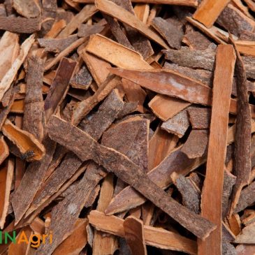 Some tips to find the top reputable cinnamon supplier